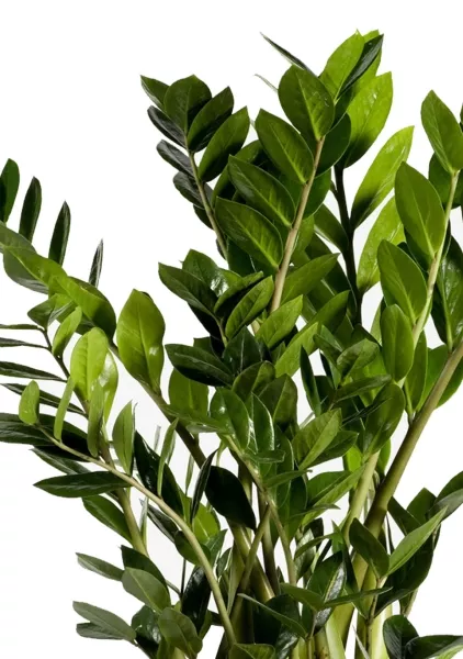 Замиокулькас 21/60 см