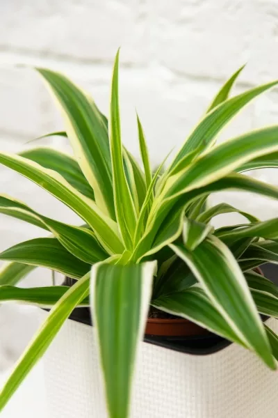 Хлорофитум Айриш 12/30 см в PURO 20