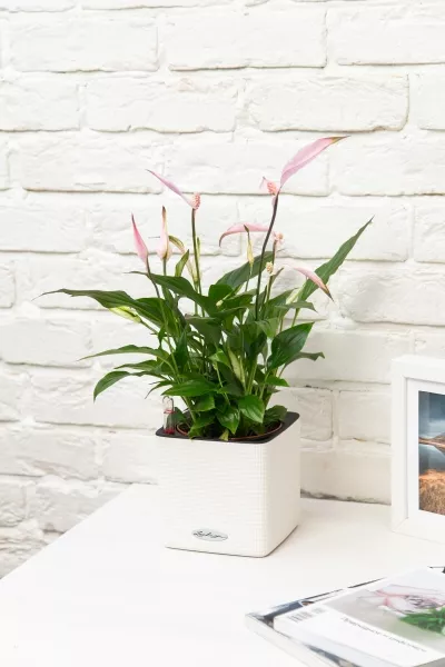 Спатифиллум розовый 13/40 см