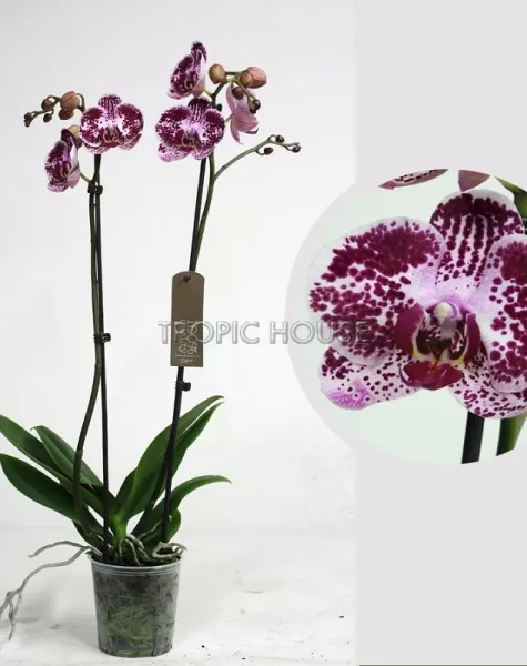 Орхидея Фаленопсис розовая пятнистая 12/60 см