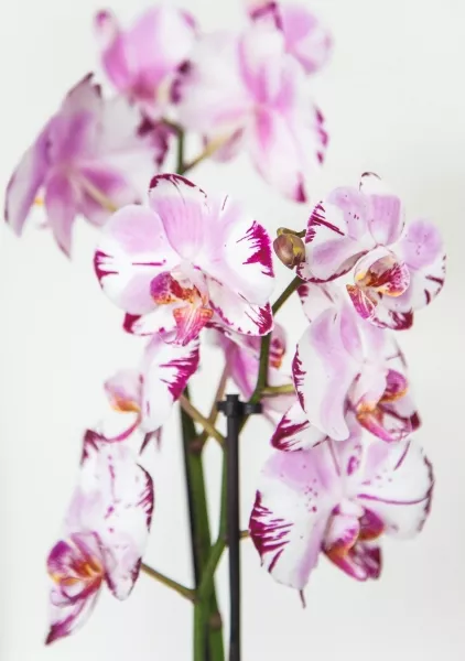 Орхидея Фаленопсис белая пятнистая 12/60 см