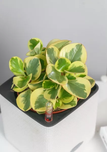 Пеперомия Биколор в CUBE GLOSSY 14