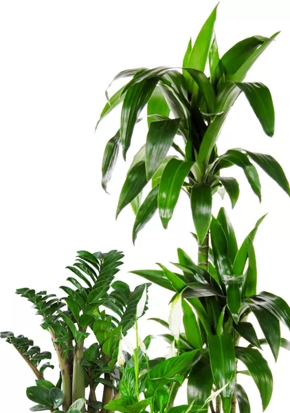 Набор для озеленения офиса № 4 (Спатифиллум, Замиокулькас Зензи, Драцена Джанет Крейг 3 ствола)