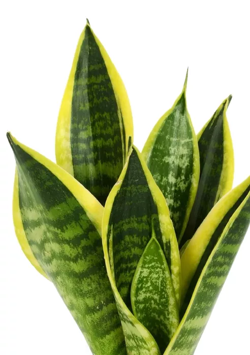 Сансевиерия Футура Суперба в DELTINI 14