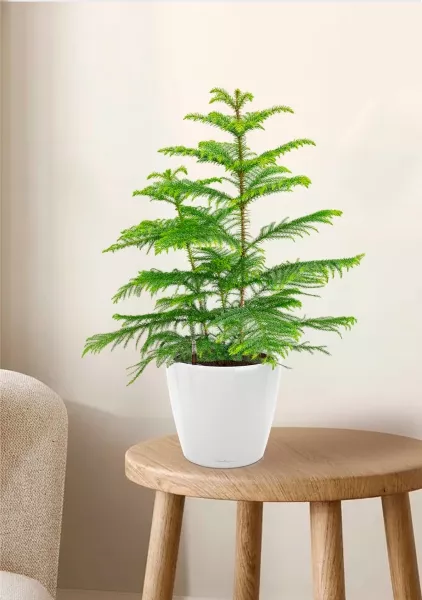 Араукария 19/90 см в  CLASSICO LS 28