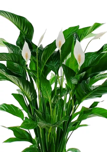 Спатифиллум Свит 24/110 см в CLASSICO LS 28