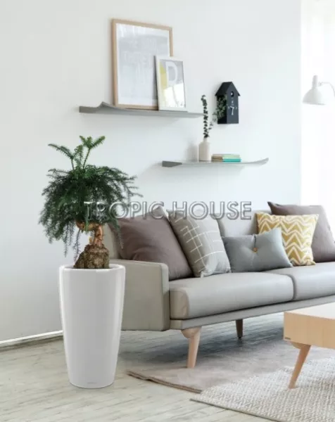 Араукария Бонсай в RONDO 32