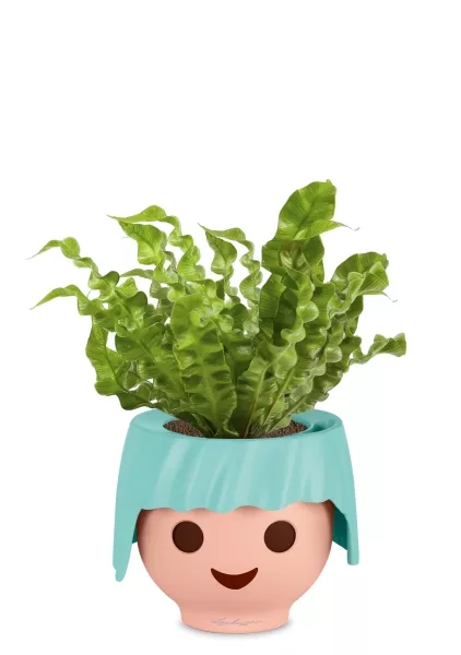 Асплениум Криспи в OJO