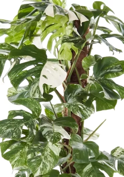 Монстера Вариегатная на опоре 30/170 см в CLASSICO COLOR 35