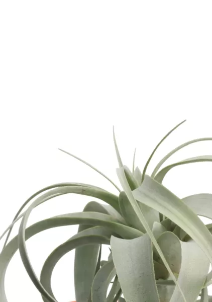 Тилландсия Ксерографика