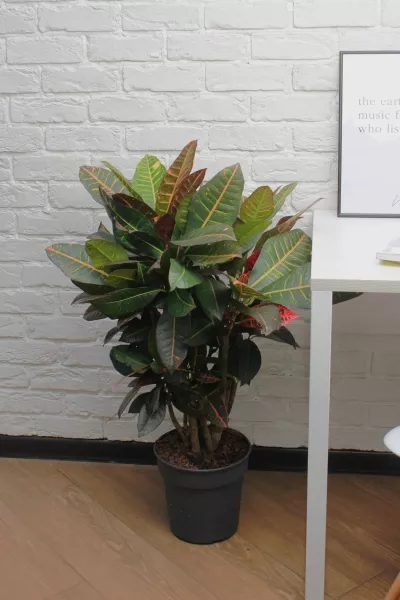 Кротон Миссис Айстон 17/65 см в QUADRO LS 21