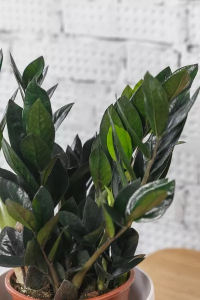 Замиокулькас Равен 15/50 см