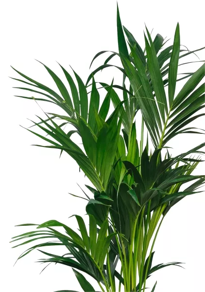 Ховея Кентия 27/120 см в CUBE 40