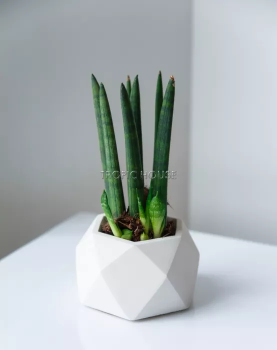 Кашпо бетонное настольное ТН 07