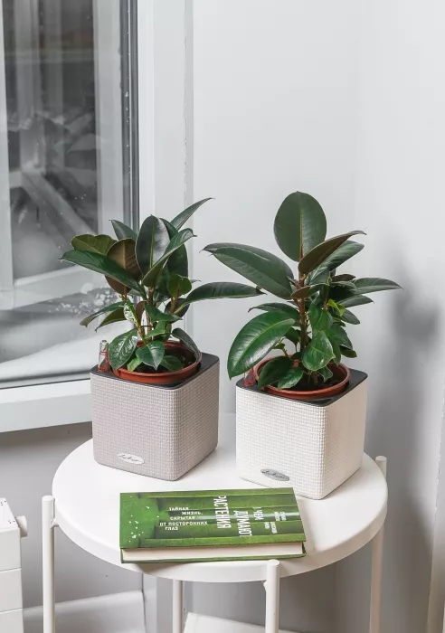 Фикус Эластика в CUBE COLOR 14