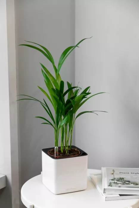 Хризалидокарпус в CUBE GLOSSY 14