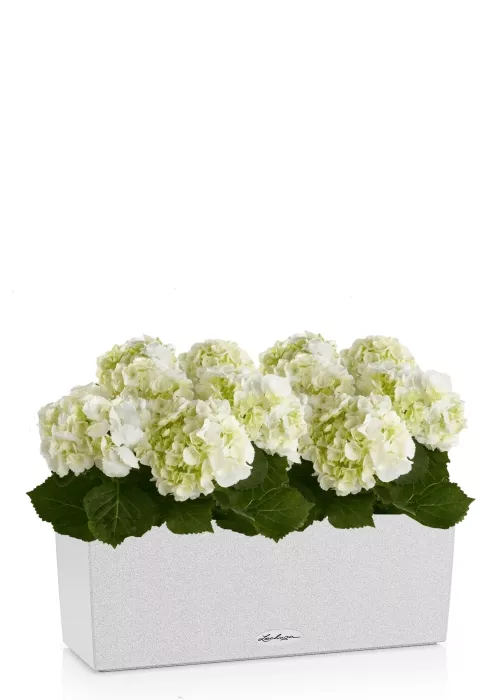 Гортензия Кремовая в BALCONERA Stone 50, песочный белый