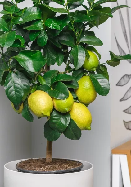 Лимон в CLASSICO 28