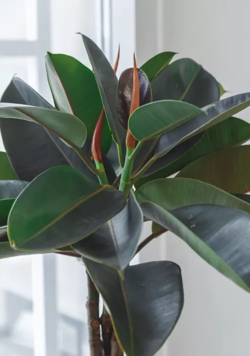 Фикус Эластика Бургунди СUBICO COLOR 30