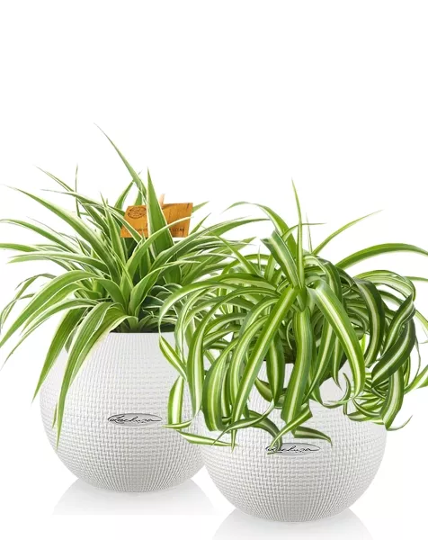 "Набор для детской" Хлорофитум в PURO 20