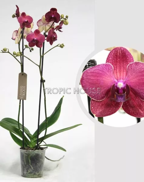 Орхидея Фаленопсис коралловая 12/60 см
