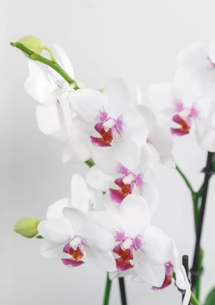 Фаленопсис Монро в ORCHIDEA 18