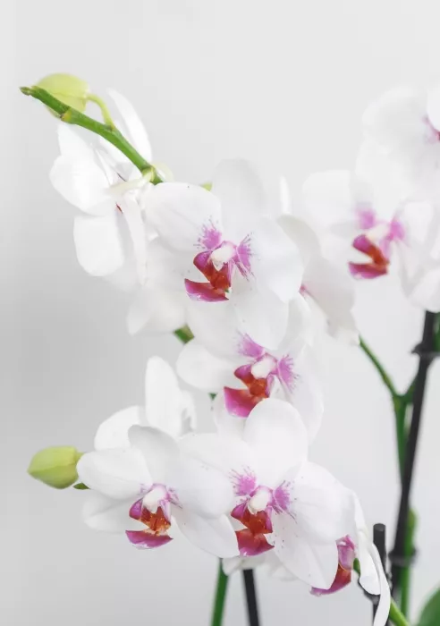 Фаленопсис Монро в ORCHIDEA 18