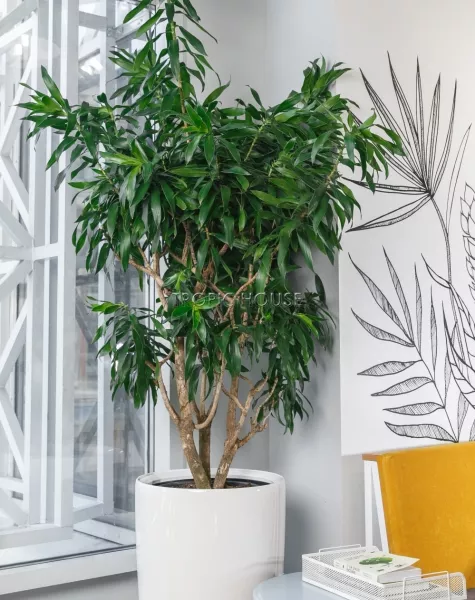 Драцена Песнь Ямайке в RONDO 40 170 см