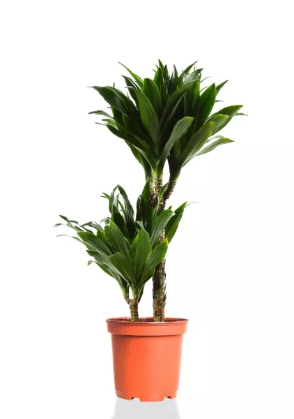 Драцена Компакта 2 ствола 19/80 см