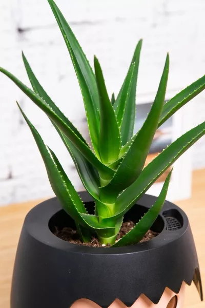 Алоэ в OJO 35 см