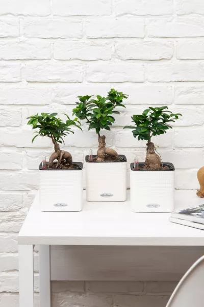 Набор "Бонсай" в CUBE 14