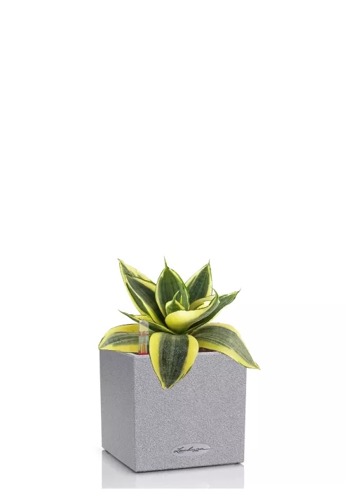 Сансевиерия Голден Ханни в CANTO STONE 14, серый камень