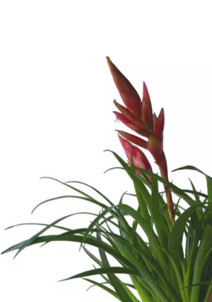 Вриезия Астрид 12/30 см в CLASSICO COLOR 18