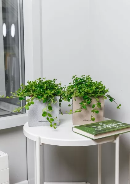 Пеперомия Ротундифолия в CANTO Stone 14