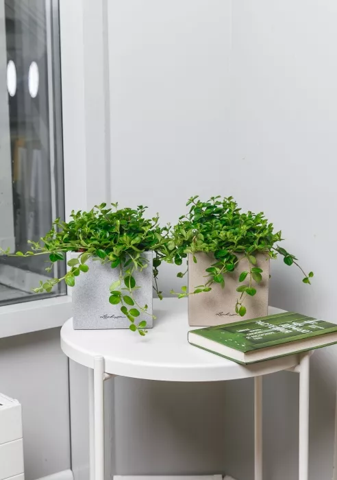 Пеперомия Ротундифолия в CANTO Stone 14