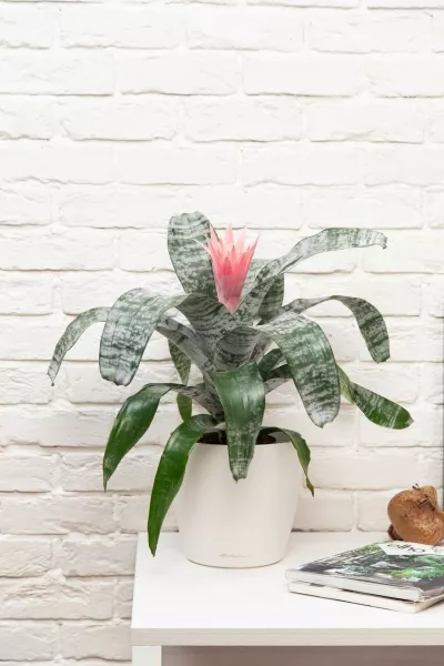 Эхмея 17/50 см