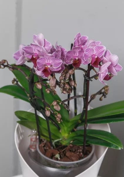 Орхидея Батерфлай в ORCHIDEA 18