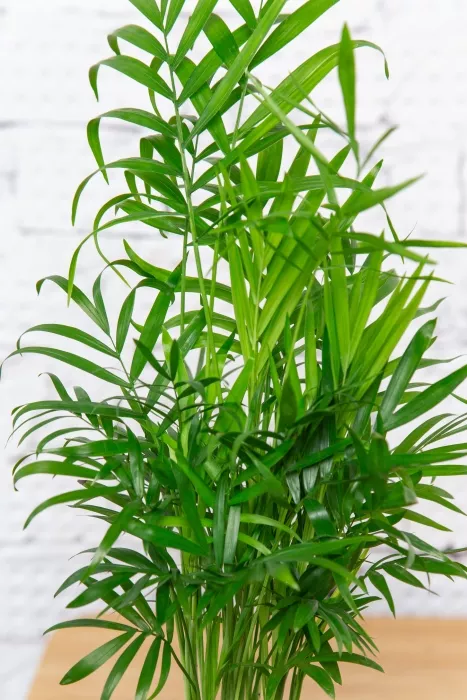 Хамедорея Элеганс 12/45 в CANTO STONE 14