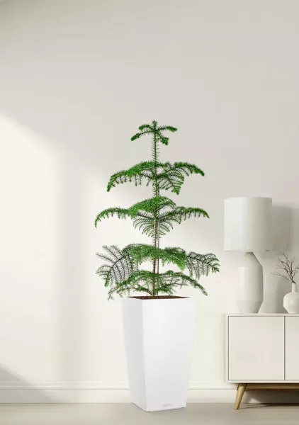 Араукария гетерофилла 24/110  в  CUBICO COLOR 30