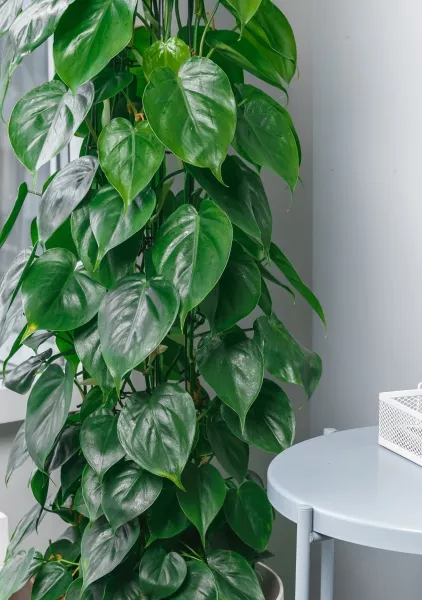 Филодендрон Сканденс на решетке 27/160 см в CANTO STONE LOW 30