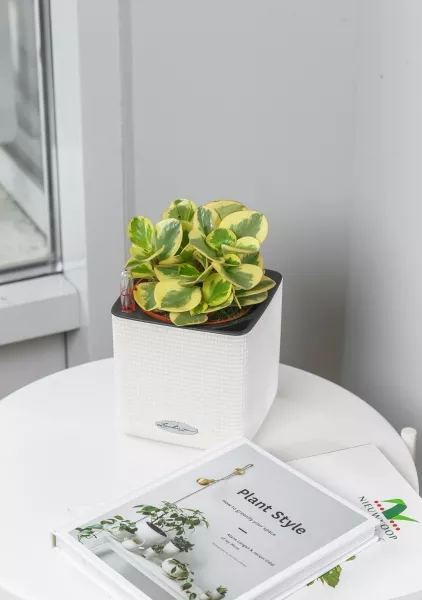 Пеперомия Биколор в CUBE GLOSSY 14