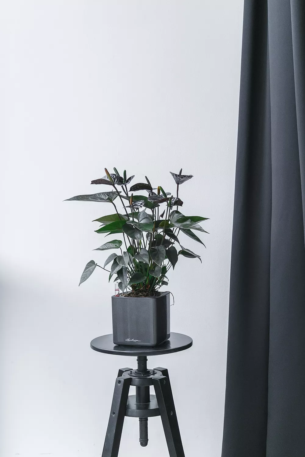 СОЗДАНИЕ ПРОЕКТА ФИТОДИЗАЙНА