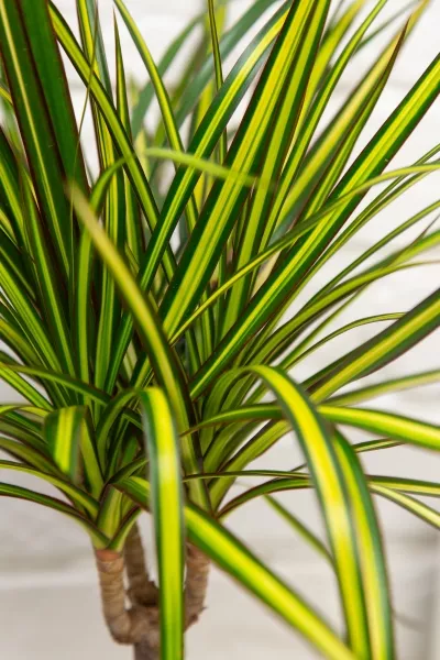 Драцена Маргината Санрей 12/40 см