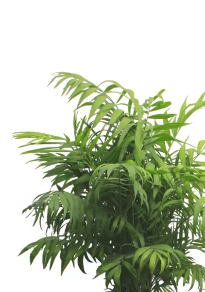 Хамедорея Элеганс 24/80 см в CLASSICO LS 28