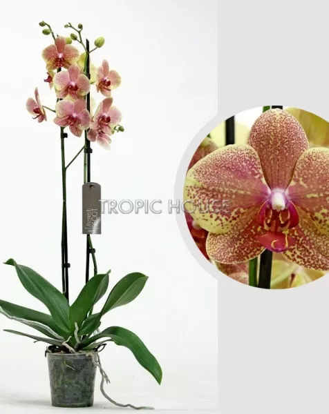 Орхидея Фаленопсис оранжевая 12/60 см