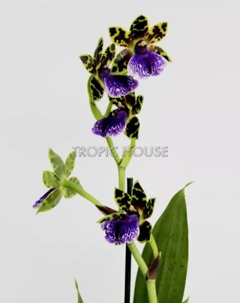 Орхидея Зигопеталум в ORCHIDEA 18