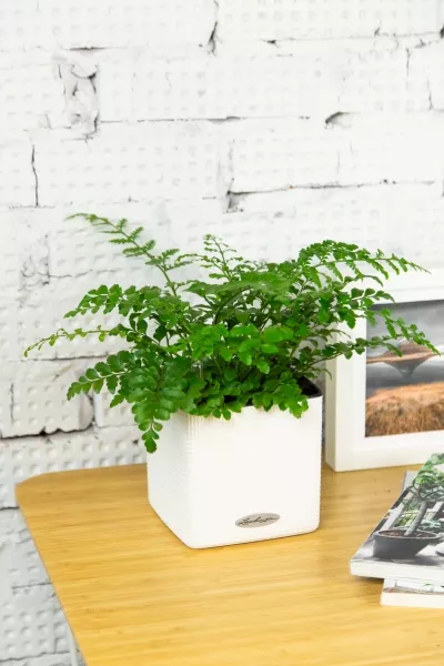 Папоротник Парвати 12/25 см