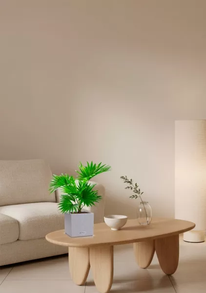 Ливистона в CANTO STONE 14