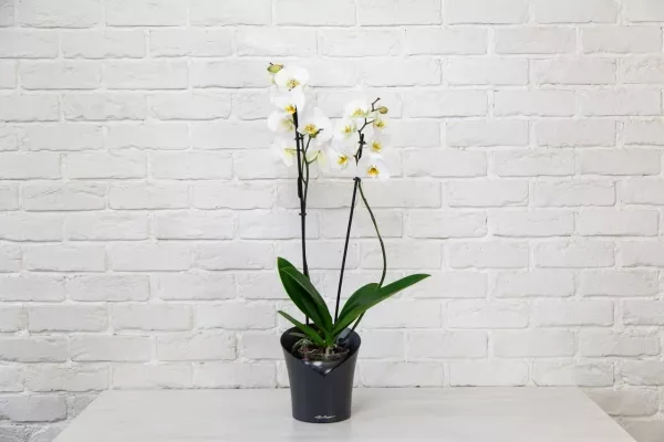 Орхидея Фаленопсис Кембридж белая 12/70 см