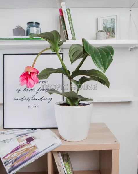 Мединилла в CLASSICO LS 21